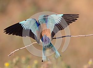 Coracias garrulus