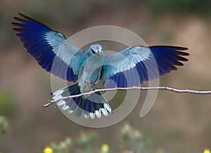 Coracias garrulus photo