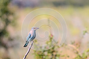 Coracias garrulus or European roller bird in wild nature