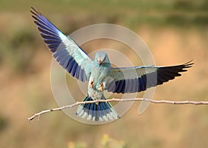 Coracias garrulus photo