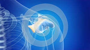 The coracoacromial ligament