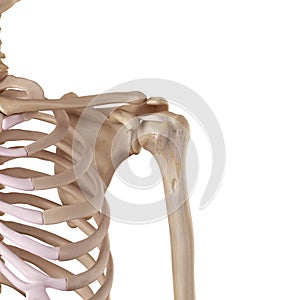 The coracohumeral ligament