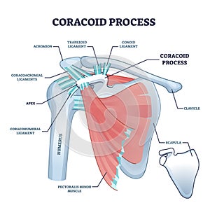 Coracoid process with anatomical osseous skeletal structure outline diagram