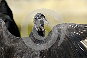 Coragyps atratus, black vulture photo