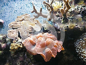 Coral
