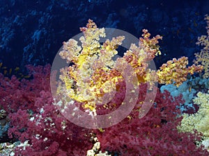 Coral photo