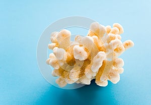 Coral photo
