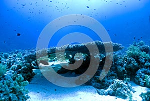 Coral photo