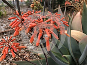 Coral aloe