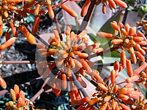 Coral Aloe or Aloe striata flowers closeup