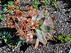 Coral Aloe or Aloe striata plant with coral-red flowers.