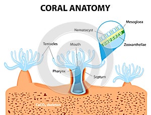 Coral Anatomy. Vector diagram photo