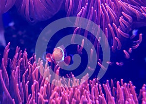 Coral in aquarium