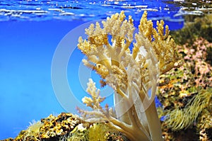 Coral in a aquarium