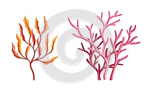 Coral as Marine Invertebrate from Ocean Bottom Vector Set