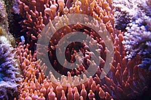 Coral background