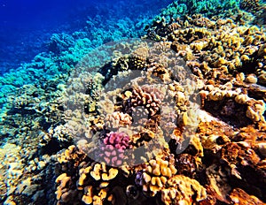 Coral background Molokini Maui Hawaii
