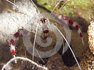 Coral Banded Shrimp