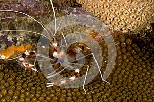 Coral banded shrimp