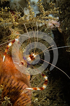 Coral Banded Shrimp