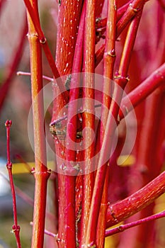 Coral Bark Maple Tree Macro photo