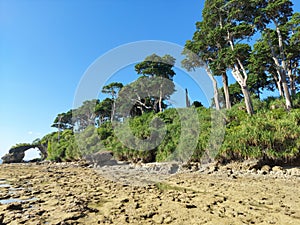 Coral beach of laxaman pur at the end howrah bridge ,sides with mahuwa trees without people.