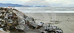 coral on the beach at noon