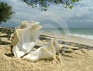 Koralle Strand Austern Hülse 