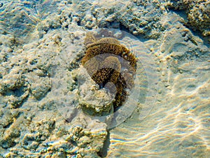 Coral in the beach at Surin islands national park, Phang Nga. Thailand