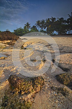 Coral at the beach with white sand and coconut tree