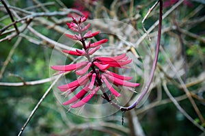 Coral Bean Erythrina Herbaceae, Fabaceae