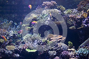 Coral bed - The Marine Life Park, Sentosa, Singapore