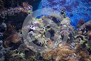 Coral Bed - The Marine Life Park, Sentosa, Singapore