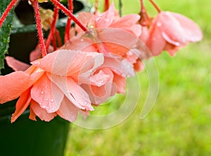 Coral begonia after the rain