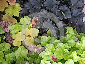 Coral bells