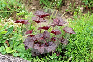 Coral bells or Heuchera Electric plum herbaceous perennial plant with palmately lobed dark purple leaves on long petioles planted