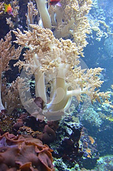 Coral in the Berlin Aquarium, Germany