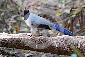 Coral-billed ground-cuckoo