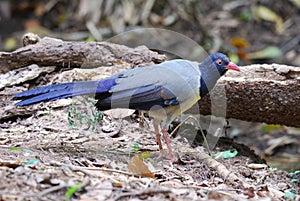 Coral-billed ground-cuckoo