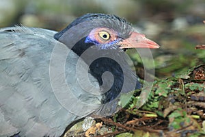 Coral-billed ground cuckoo