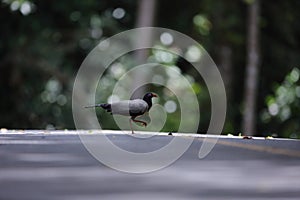 Coral-billed Ground Cuckoo