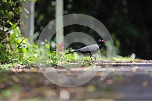 Coral-billed Ground Cuckoo