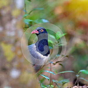 Coral-billed Ground Cuckoo Bird