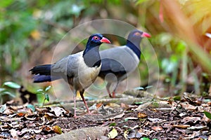 Coral-billed Ground Cuckoo Bird