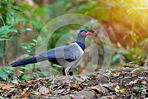 Coral-billed Ground Cuckoo Bird