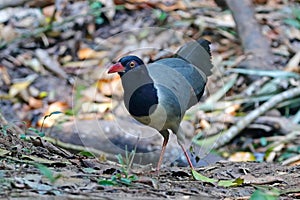 Coral-billed Ground Cuckoo Carpococcyx renauldi Beautiful Birds of Thailand