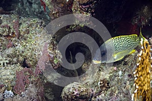 Coral and blackspotted sweetlips