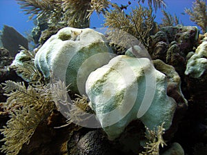 Coral bleaching