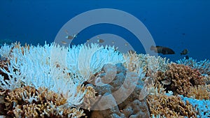 Coral bleaching