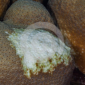 Coral bleaching in Bonaire. Caribbean Diving holiday